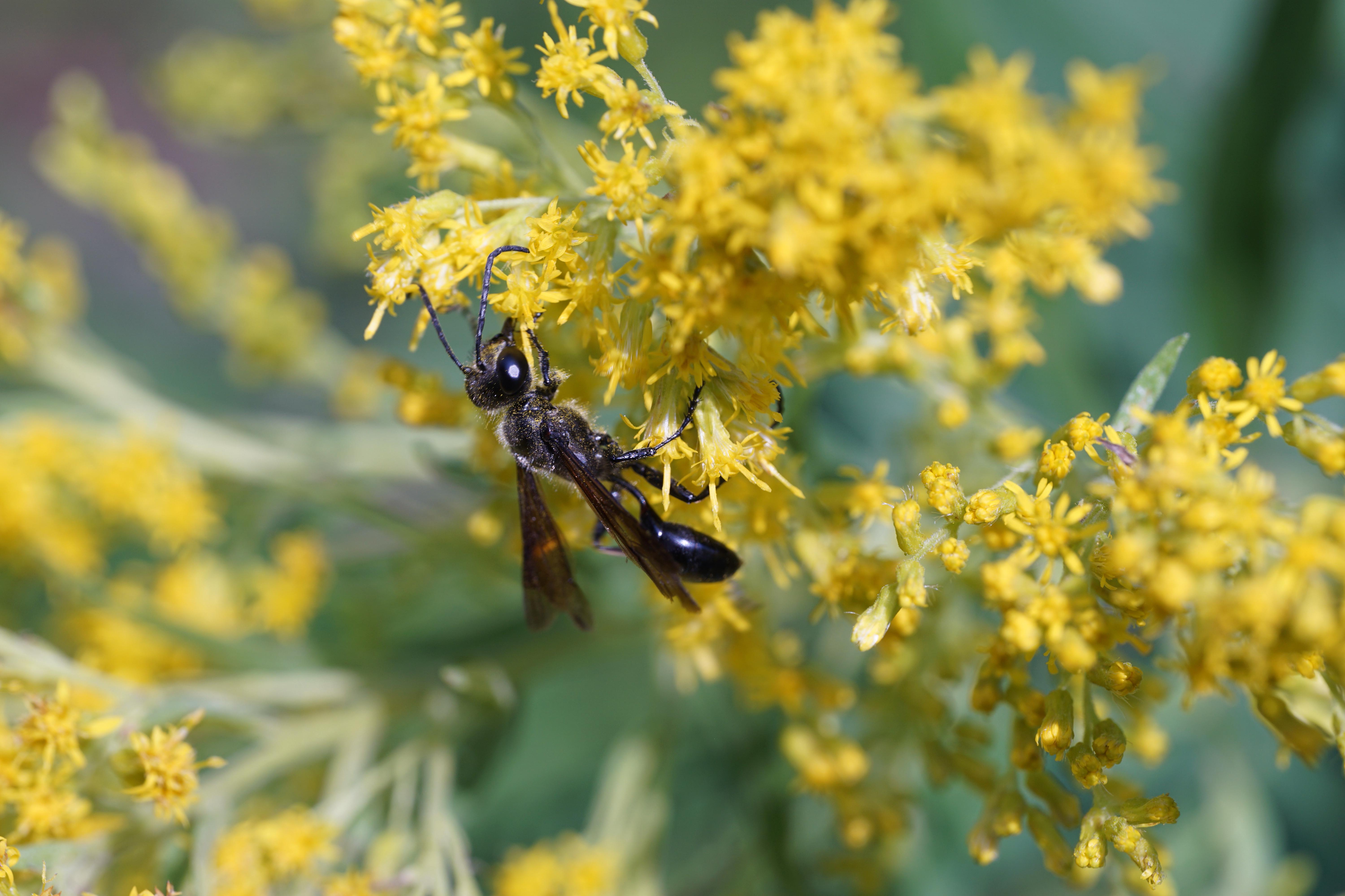 A grass-carrying wasp on goldenrod.